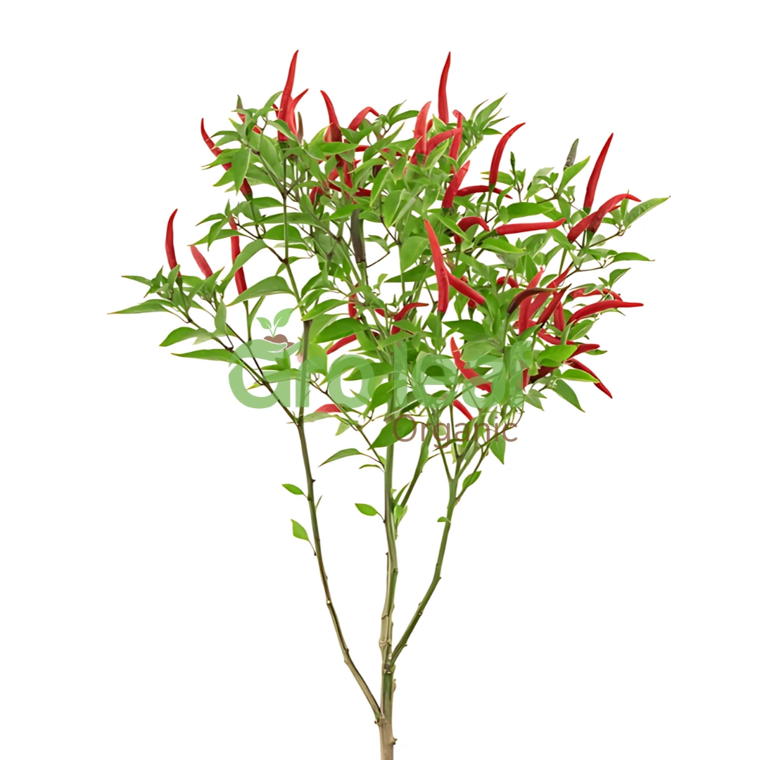 Chilly Powder - Image 1