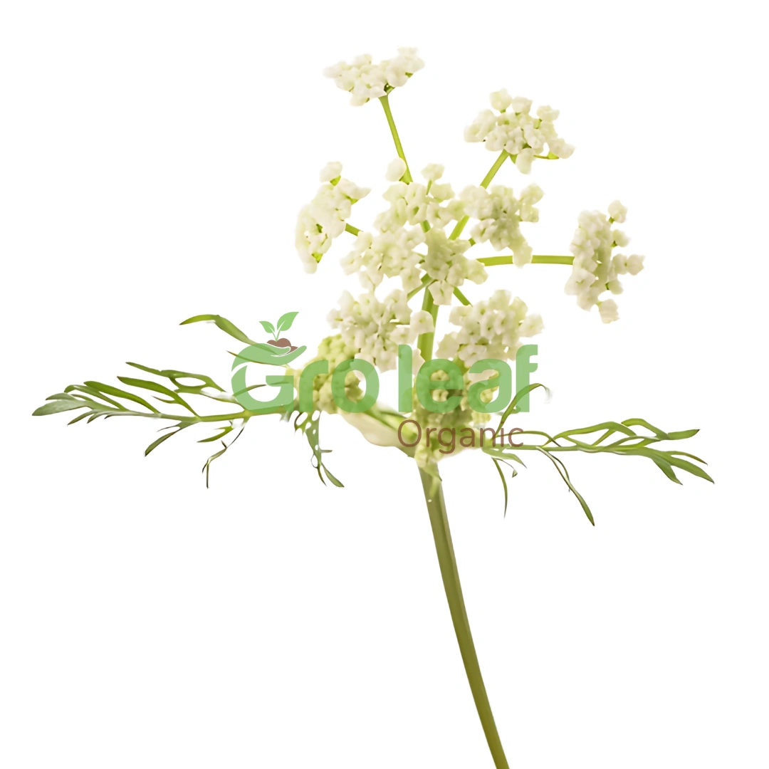 Cumin Powder - Image 1