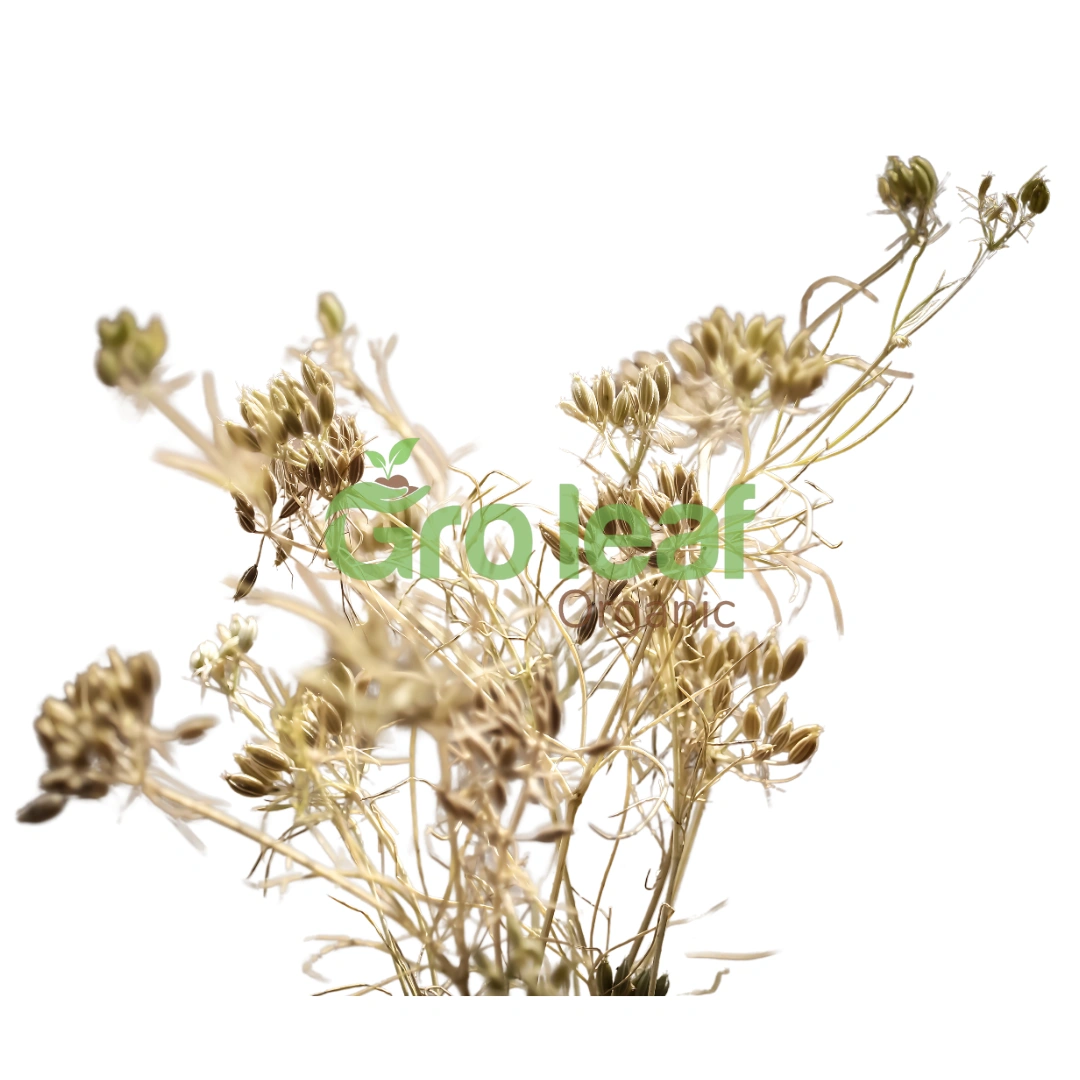 Cumin Seed - Image 1