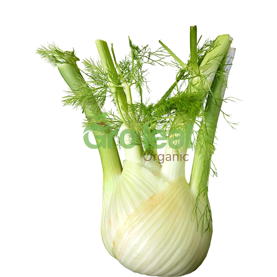 Fennel Seed - Image 1