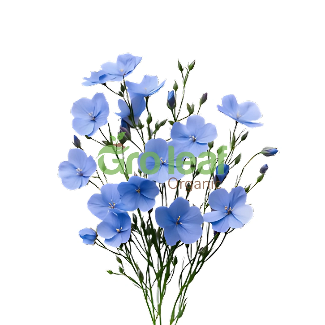 Flax Powder - Image 1